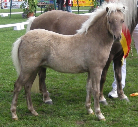 0_34_321_classic_1a_66_mok