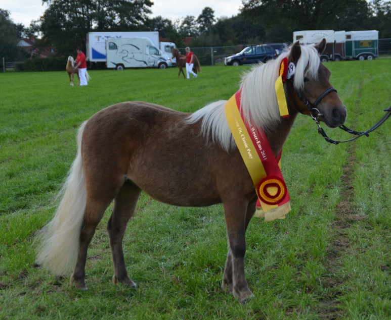 Elitestutenschau-054-Hude W�sting �11k